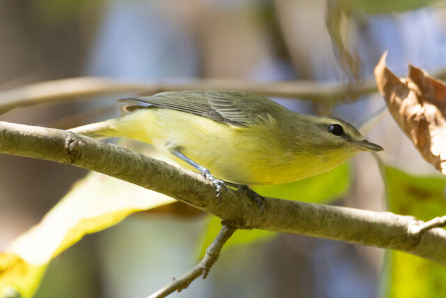 Philadelphia Vireo