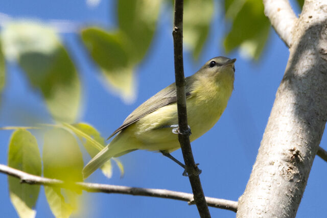 Philadelphia Vireo