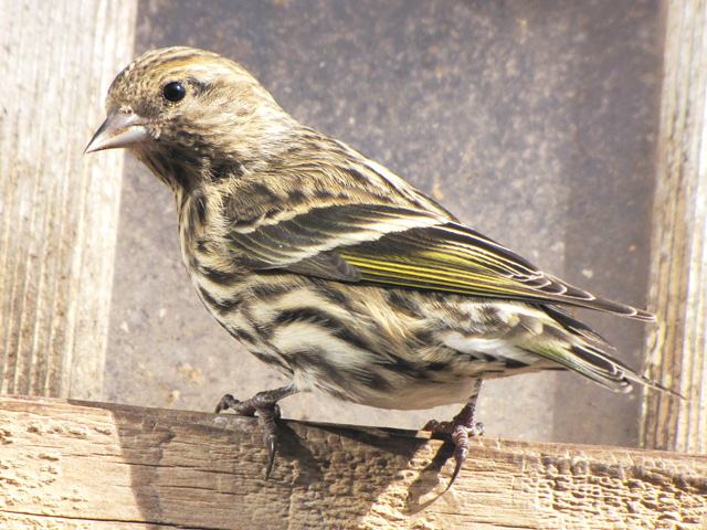 Pine Siskins