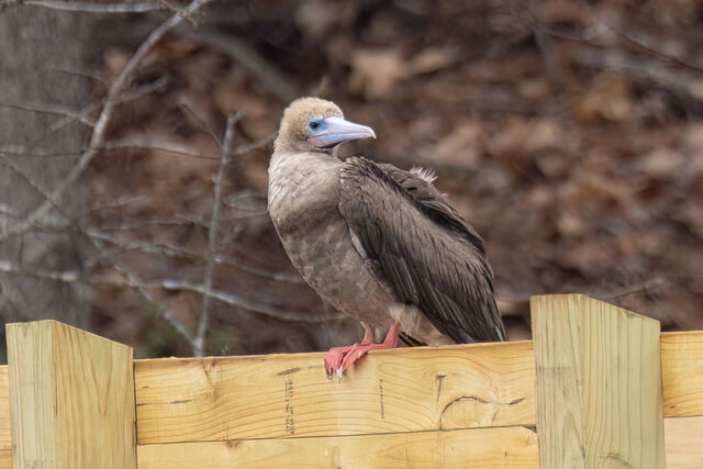 Red-footed Booby