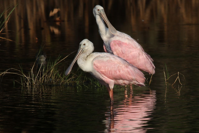 Roseate Spoonbill