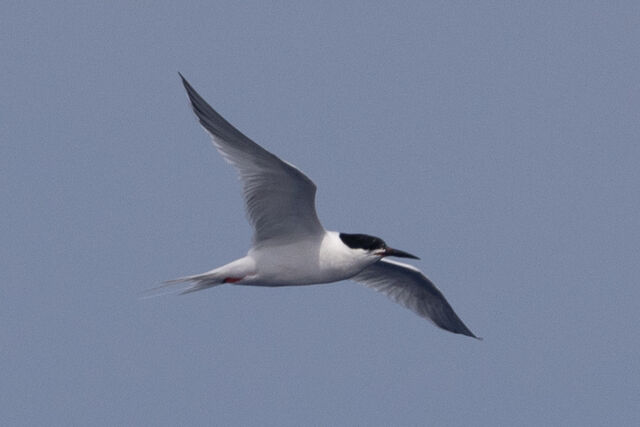 Roseate Tern