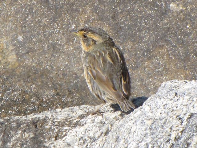 Saltmarsh Sparrows