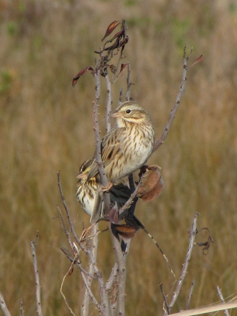 Savannah Sparrows