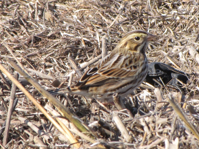 Savannah Sparrows