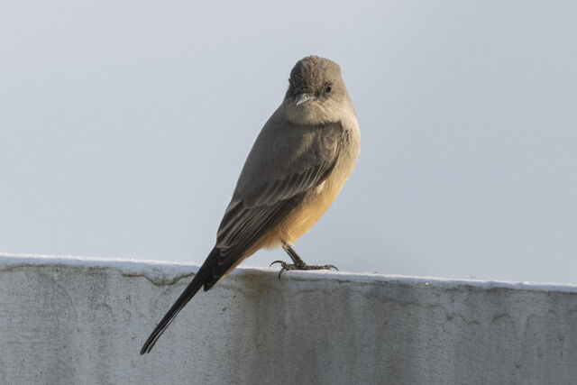 Say's Phoebe