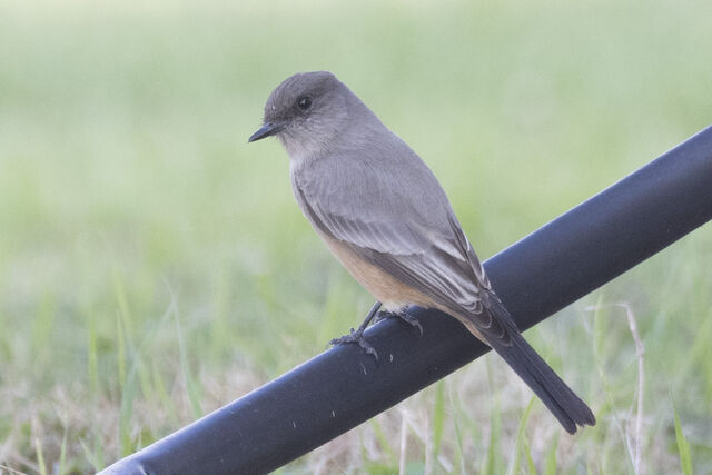 Say's Phoebe