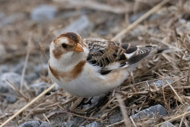 Snow Bunting