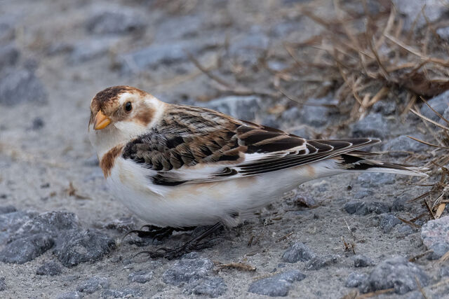 Snow Bunting