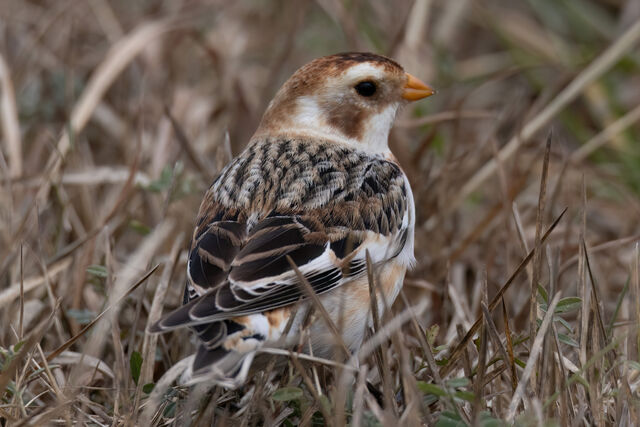 Snow Bunting