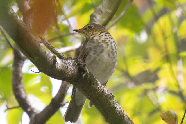 Swainson's Thrush