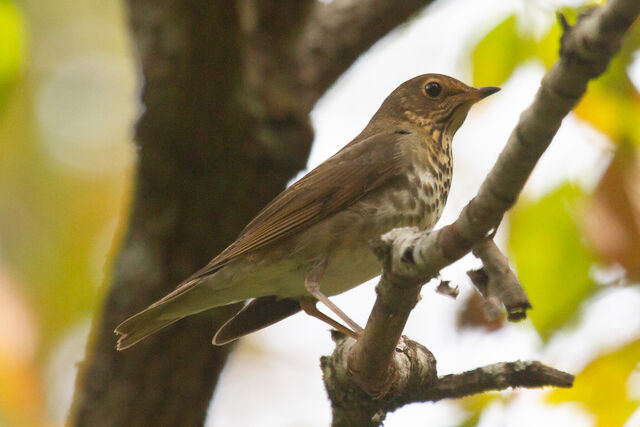 Swainson's Thrush