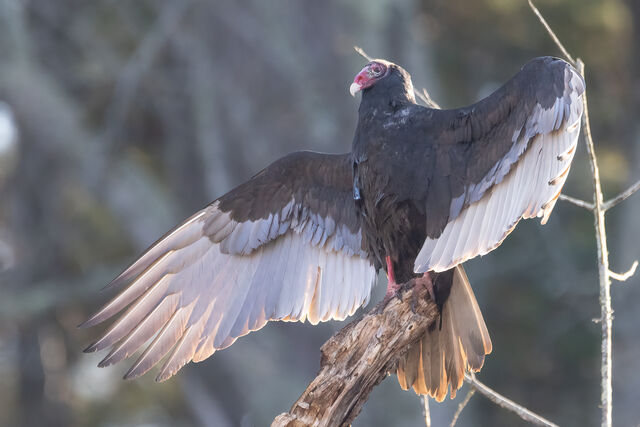 Turkey Vulture