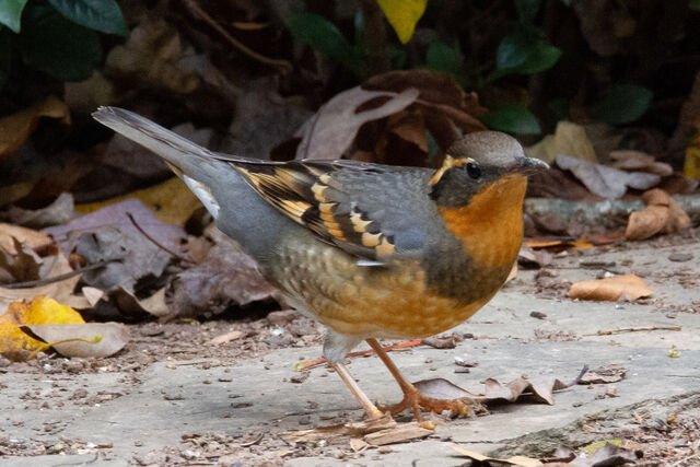 Varied Thrush