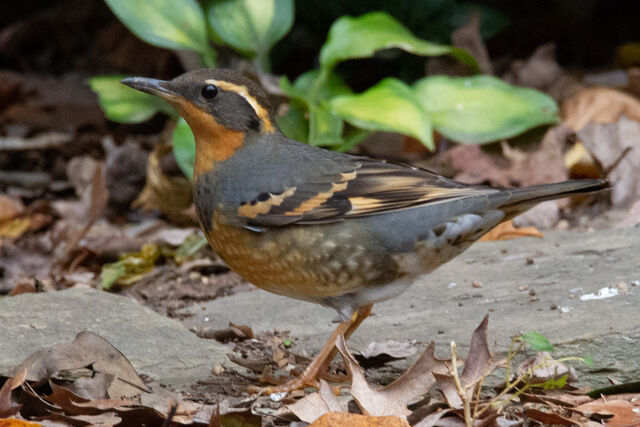 Varied Thrush