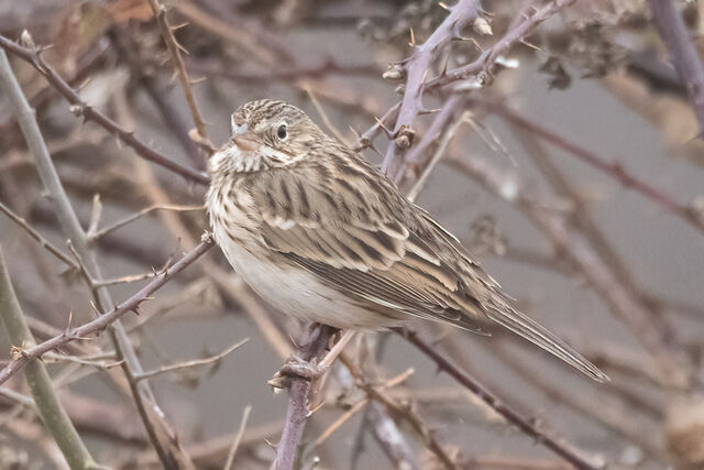 Vesper Sparrow