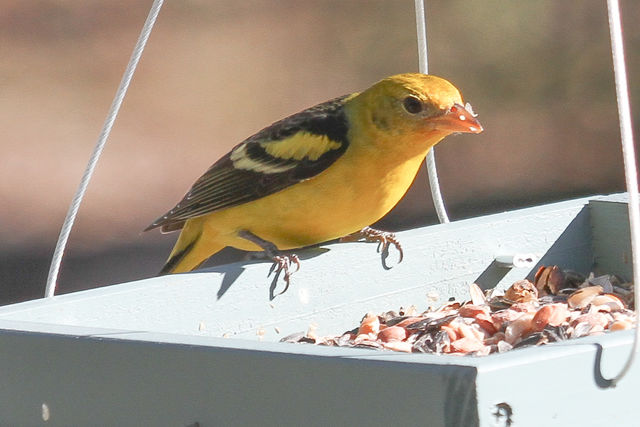 Western Tanager