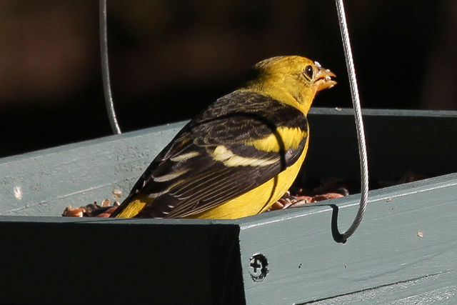 Western Tanager