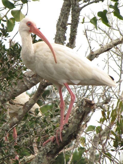 White Ibis