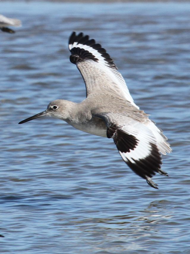 Willet