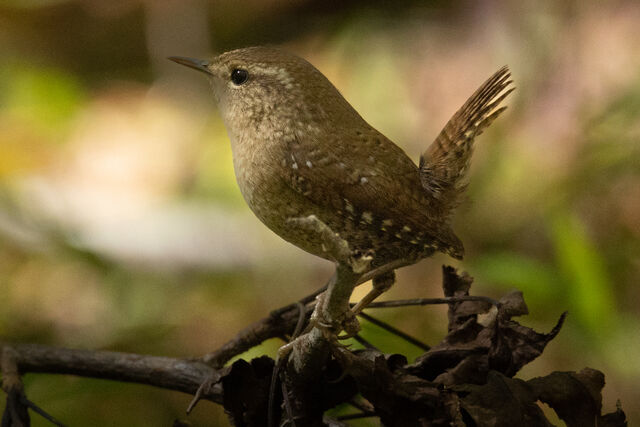 Winter Wren