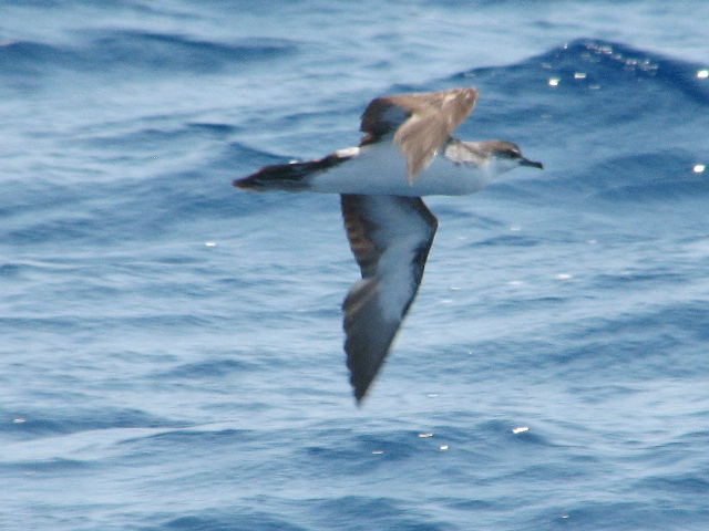 Audubon's Shearwater