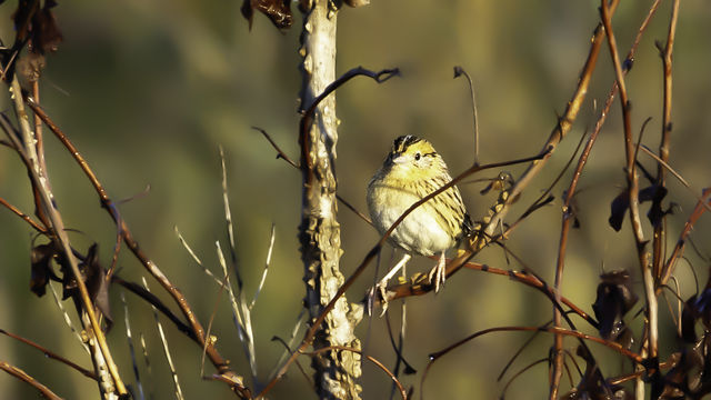 LeConte's Sparrow