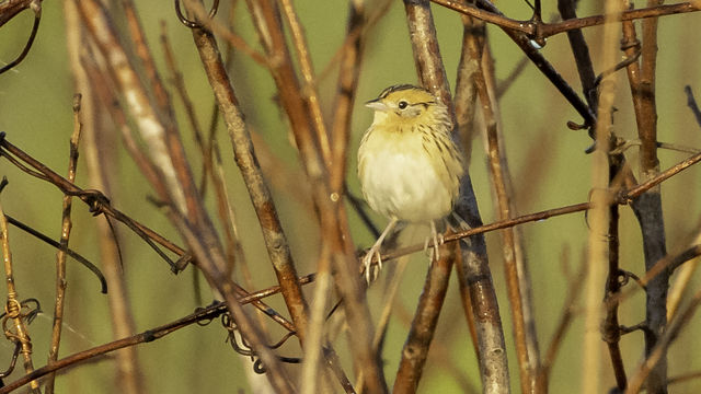 LeConte's Sparrow