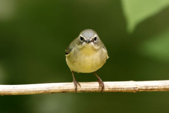 Black-throated Blue Warbler