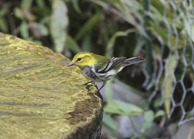 Black-throated Green Warbler