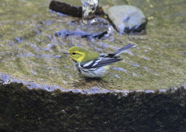 Black-throated Green Warbler