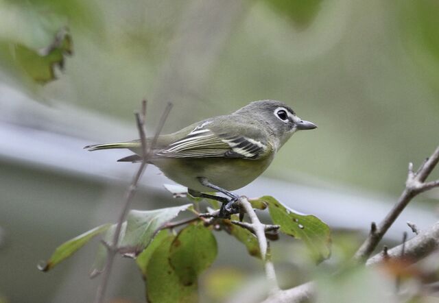 Blue-headed Vireo