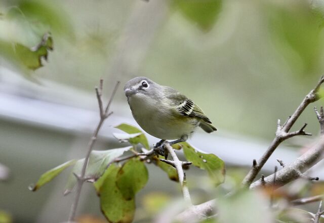 Blue-headed Vireo