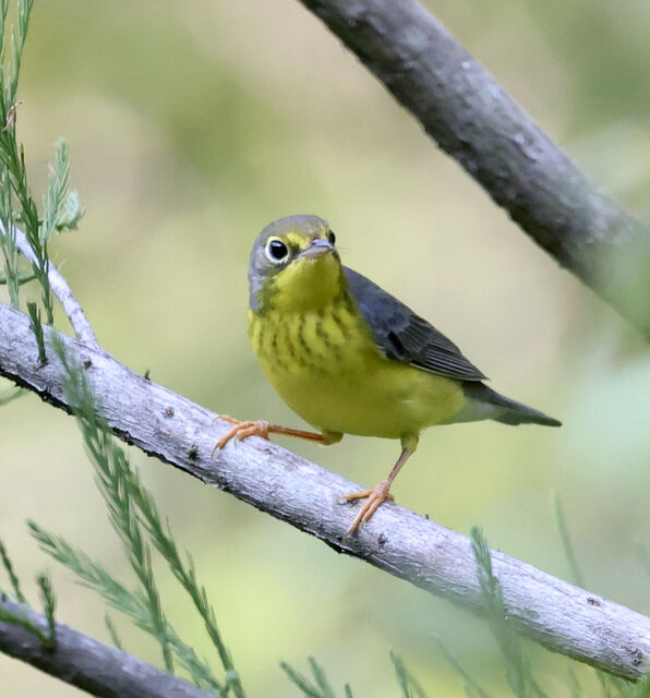 Canada Warbler