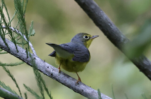 Canada Warbler