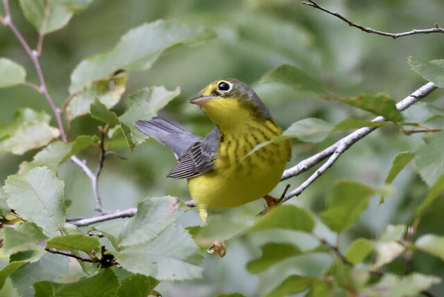 Canada Warbler