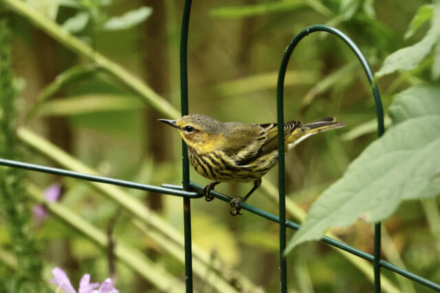 Cape May Warbler