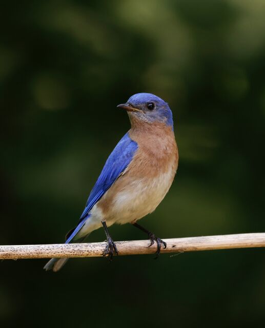 Eastern Bluebird