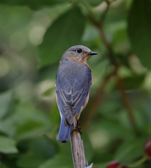 Eastern Bluebird