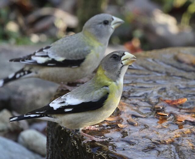 Evening Grosbeak