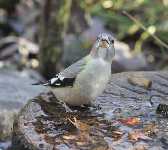 Evening Grosbeak