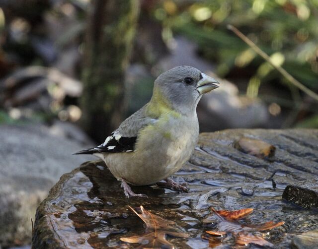 Evening Grosbeak