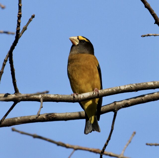 Evening Grosbeak