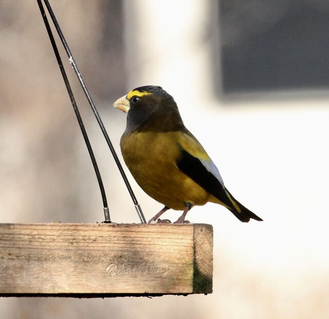 Evening Grosbeak