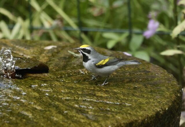 Golden-winged Warbler