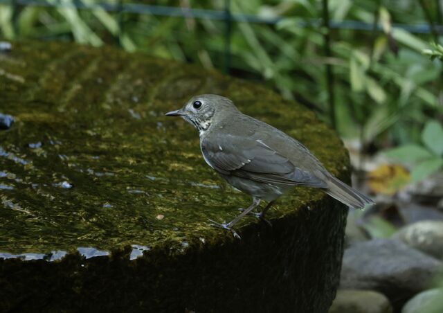 Gray-cheeked Thrush