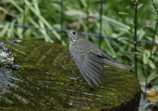 Gray-cheeked Thrush