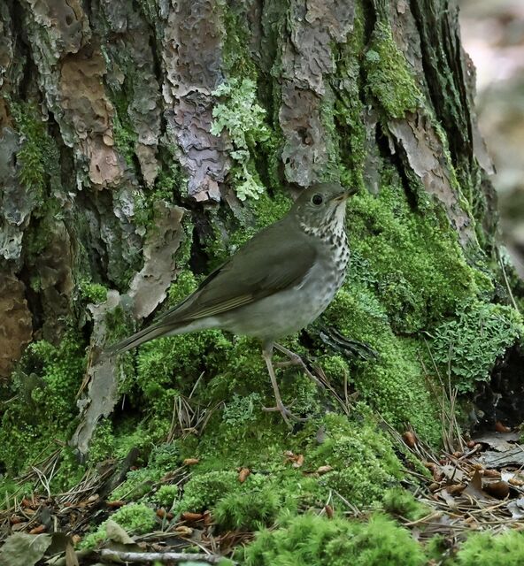 Gray-cheeked Thrush