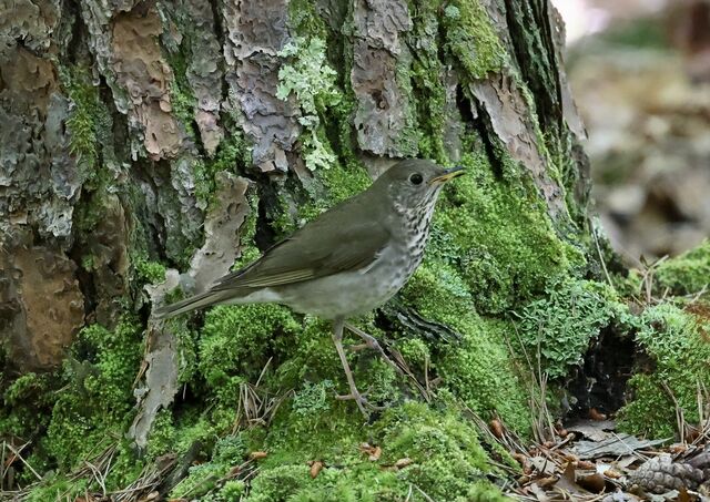 Gray-cheeked Thrush