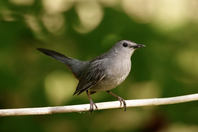 Gray Catbird